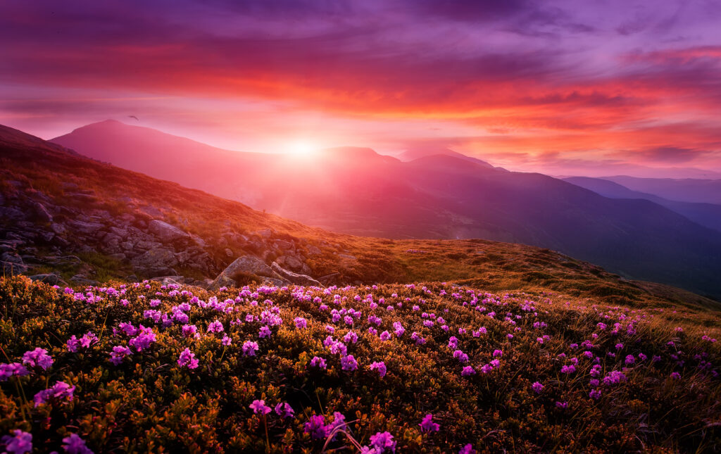 Medicine Retreats - The SpArc